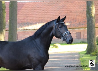 Hannoveraner, Hengst, 2 Jahre