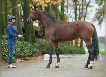 Hannoveraner, Hengst, 2 Jahre, Dunkelbrauner