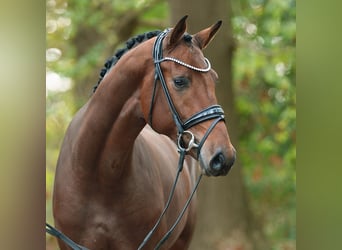 Hannoveraner, Hengst, 2 Jahre, Dunkelbrauner