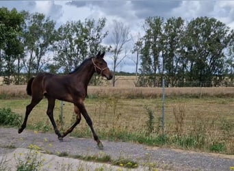 Hannoveraner, Hengst, 2 Jahre, Dunkelbrauner