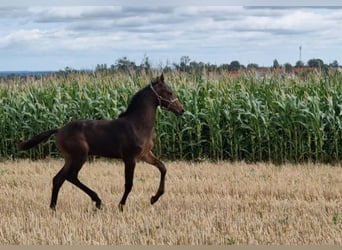 Hannoveraner, Hengst, 2 Jahre, Dunkelbrauner