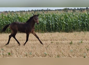 Hannoveraner, Hengst, 2 Jahre, Dunkelbrauner