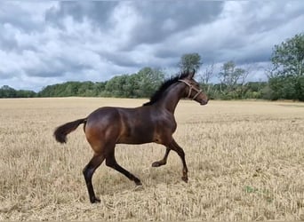 Hannoveraner, Hengst, 2 Jahre, Dunkelbrauner