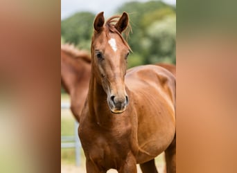 Hannoveraner, Hengst, 2 Jahre, Dunkelfuchs