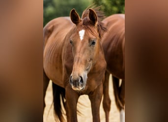 Hannoveraner, Hengst, 2 Jahre, Dunkelfuchs