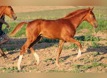 Hannoveraner, Hengst, 2 Jahre, Fuchs