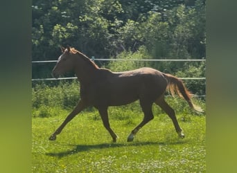 Hannoveraner, Hengst, 2 Jahre, Fuchs