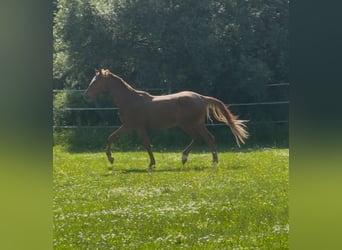 Hannoveraner, Hengst, 2 Jahre, Fuchs