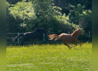 Hannoveraner, Hengst, 2 Jahre, Fuchs