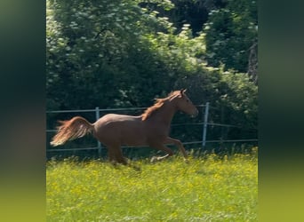 Hannoveraner, Hengst, 2 Jahre, Fuchs