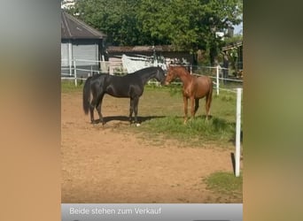 Hannoveraner, Hengst, 2 Jahre, Fuchs