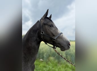 Hannoveraner, Hengst, 2 Jahre, Kann Schimmel werden