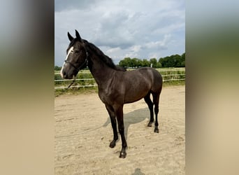 Hannoveraner, Hengst, 2 Jahre, Kann Schimmel werden