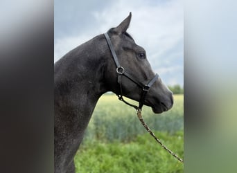 Hannoveraner, Hengst, 2 Jahre, Kann Schimmel werden