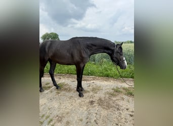 Hannoveraner, Hengst, 2 Jahre, Kann Schimmel werden