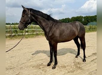 Hannoveraner, Hengst, 2 Jahre, Kann Schimmel werden