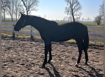 Hannoveraner, Hengst, 2 Jahre, Rappe