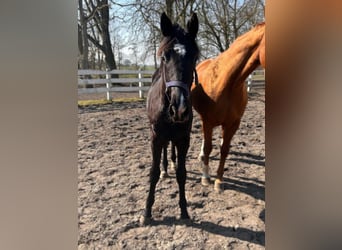 Hannoveraner, Hengst, 2 Jahre, Rappe