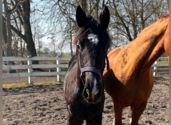 Hannoveraner, Hengst, 2 Jahre, Rappe