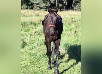 Hannoveraner, Hengst, 2 Jahre, Rappe