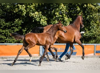 Hannoveraner, Hengst, 2 Jahre, Rotbrauner