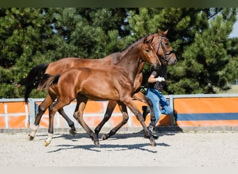 Hannoveraner, Hengst, 2 Jahre, Rotbrauner