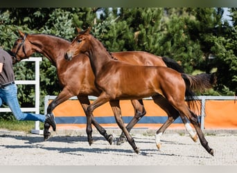 Hannoveraner, Hengst, 2 Jahre, Rotbrauner