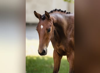 Hannoveraner, Hengst, 2 Jahre, Rotbrauner