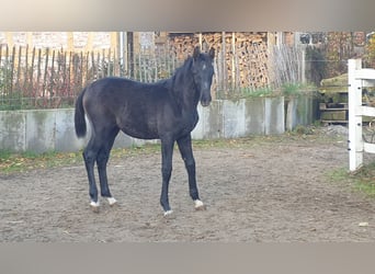 Hannoveraner, Hengst, 2 Jahre, Schimmel