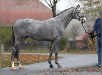 Hannoveraner, Hengst, 2 Jahre, Schimmel