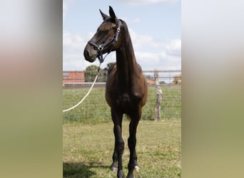 Hannoveraner, Hengst, 2 Jahre, Schwarzbrauner