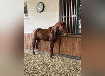 Hannoveraner, Hengst, 3 Jahre, 158 cm, Dunkelfuchs