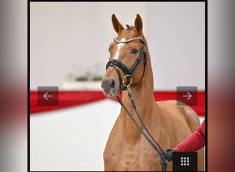 Hannoveraner, Hengst, 3 Jahre, 162 cm, Dunkelfuchs