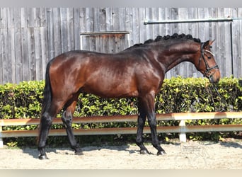 Hannoveraner, Hengst, 3 Jahre, 163 cm, Brauner