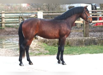 Hannoveraner, Hengst, 3 Jahre, 163 cm, Brauner