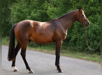 Hannoveraner, Hengst, 3 Jahre, 163 cm, Rotbrauner