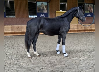 Hannoveraner, Hengst, 3 Jahre, 163 cm, Schwarzbrauner