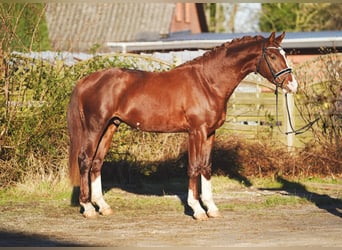 Hannoveraner, Hengst, 3 Jahre, 164 cm, Dunkelfuchs