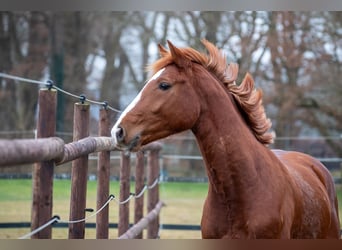 Hannoveraner, Hengst, 3 Jahre, 164 cm, Fuchs