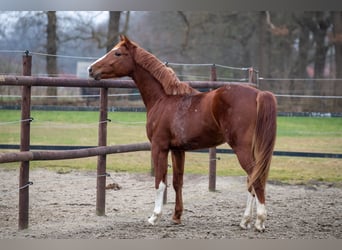 Hannoveraner, Hengst, 3 Jahre, 164 cm, Fuchs