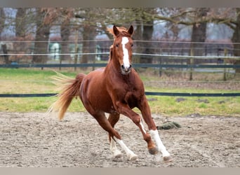 Hannoveraner, Hengst, 3 Jahre, 164 cm, Fuchs