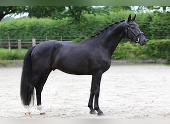 Hannoveraner, Hengst, 3 Jahre, 165 cm, Rappe