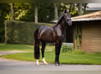Hannoveraner, Hengst, 3 Jahre, 165 cm, Rappe