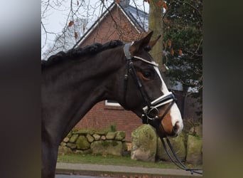 Hannoveraner, Hengst, 3 Jahre, 166 cm