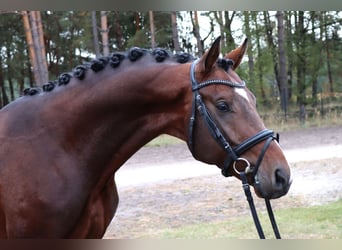 Hannoveraner, Hengst, 3 Jahre, 166 cm, Dunkelbrauner