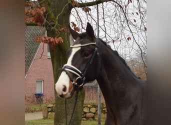 Hannoveraner, Hengst, 3 Jahre, 166 cm, Dunkelbrauner