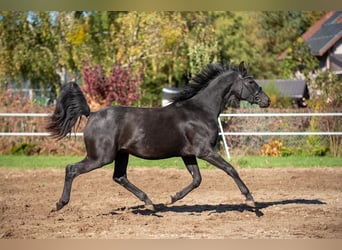 Hannoveraner, Hengst, 3 Jahre, 166 cm, Rappe