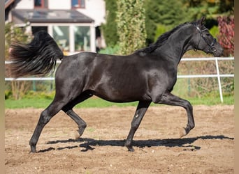 Hannoveraner, Hengst, 3 Jahre, 166 cm, Rappe