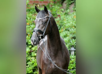 Hannoveraner, Hengst, 3 Jahre, 167 cm, Rappe