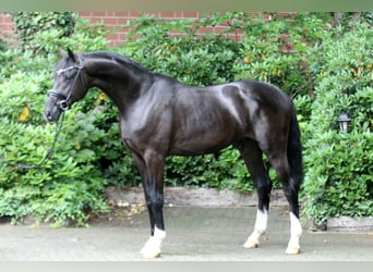 Hannoveraner, Hengst, 3 Jahre, 167 cm, Rappe